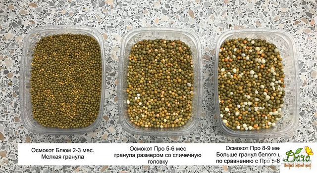 Как использовать удобрение Осмокот с учетом всех нюансов Удобрение Осмокот: что удобрять, инструкция по применению