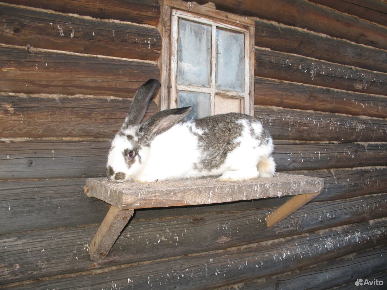 Кролики породы "Ризен" купить на Зозу.ру - фотография № 1