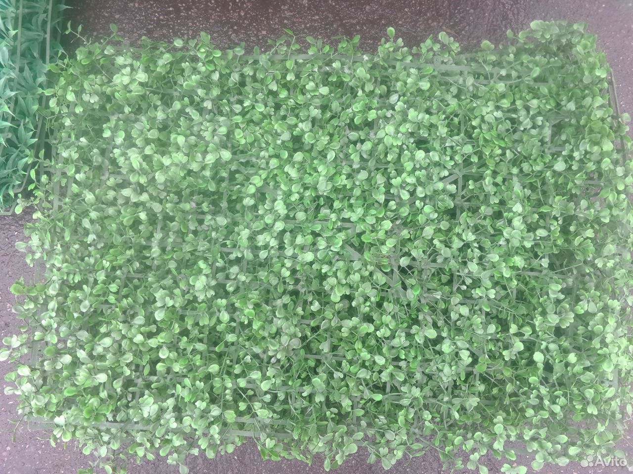 Газонная трава семена мятлик луговой. Конопля сушеная. Авито травы. Авито травы. Авито травы.