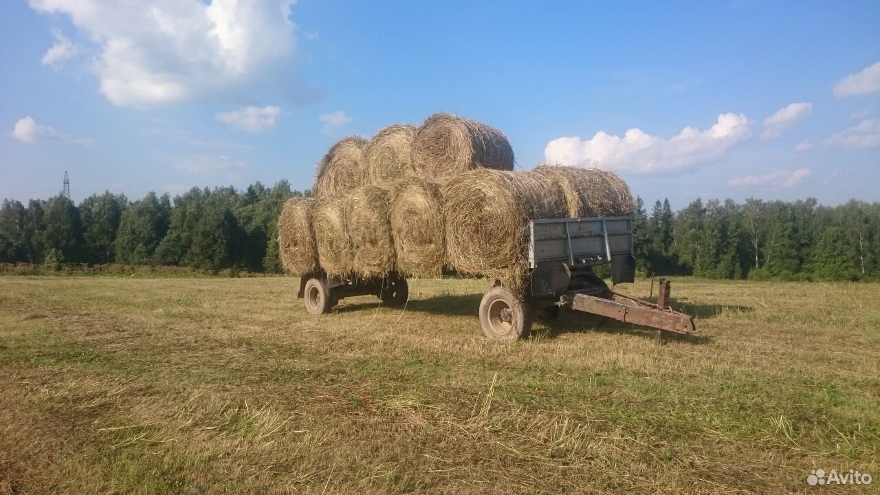 Купить Сено В Ивановской Области На Авито