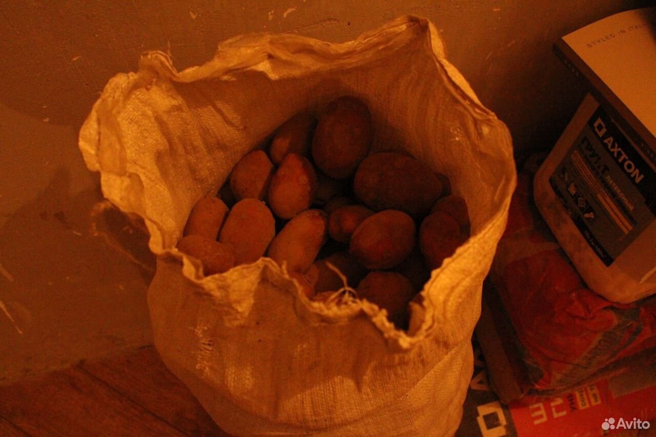Картошка с собственного огорода купить на Зозу.ру - фотография № 1