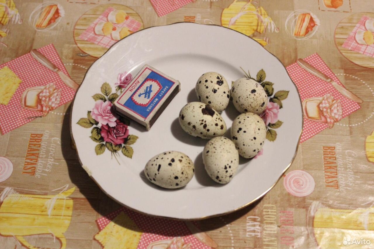 Инкубационное яйцо от домашней птицы купить на Зозу.ру - фотография № 2