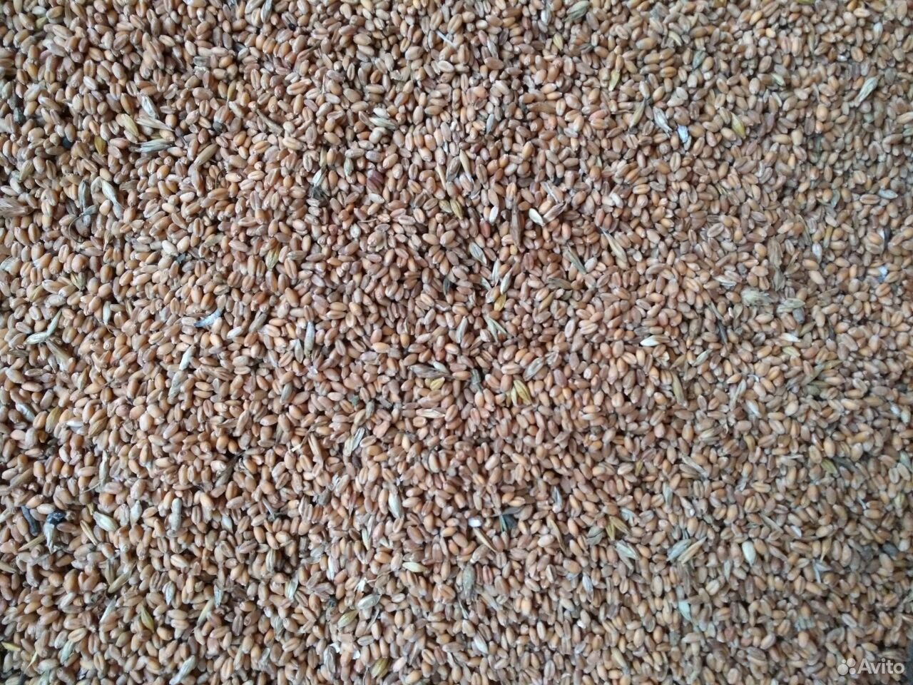 Зерно-пшеница,ячмень,рожь купить на Зозу.ру - фотография № 5