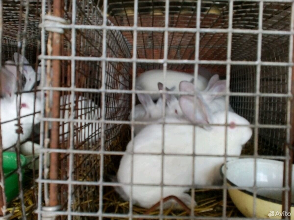 Продаю кроликов маленьких и больших купить на Зозу.ру - фотография № 1