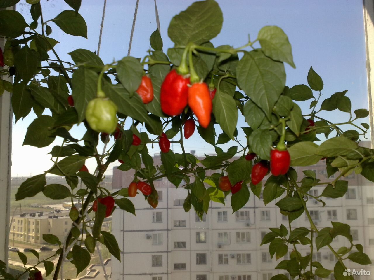 Семена перец Хабанеро красный, Халапеньо купить на Зозу.ру - фотография № 1