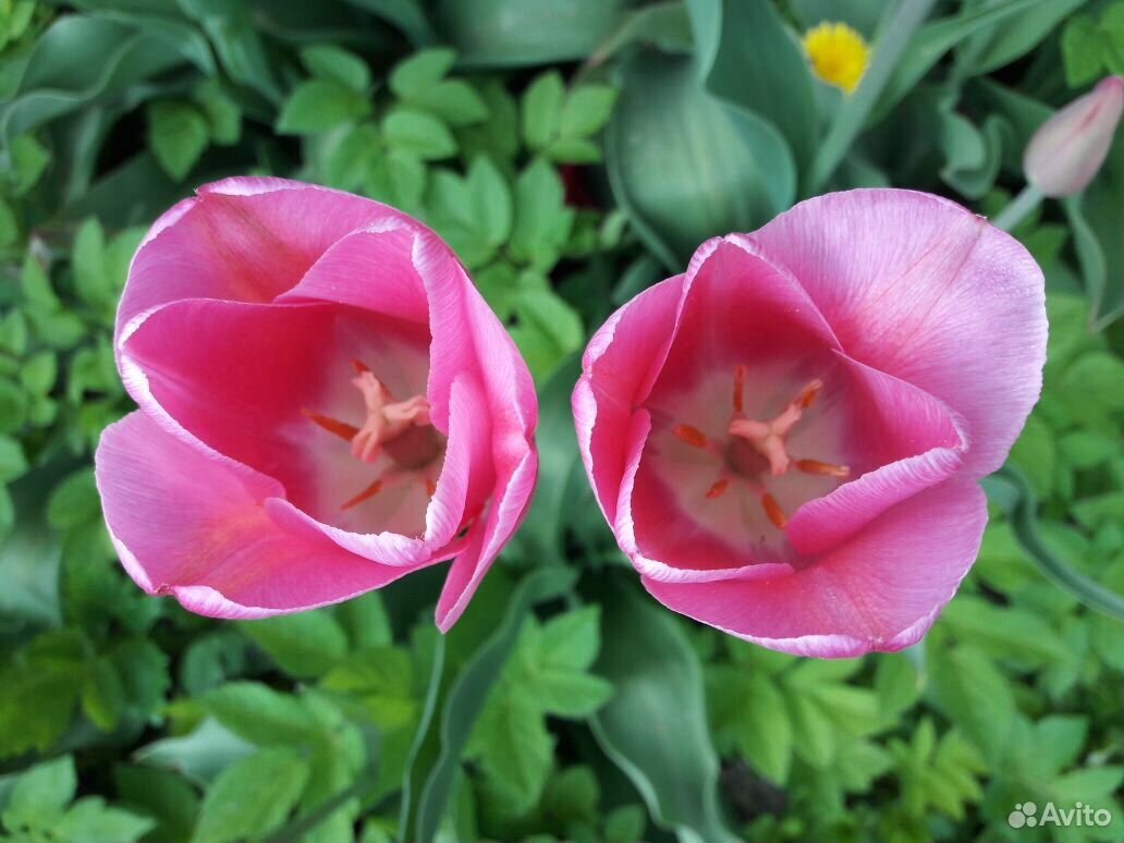 Луковицы тюльпанов, тюльпаны купить на Зозу.ру - фотография № 6