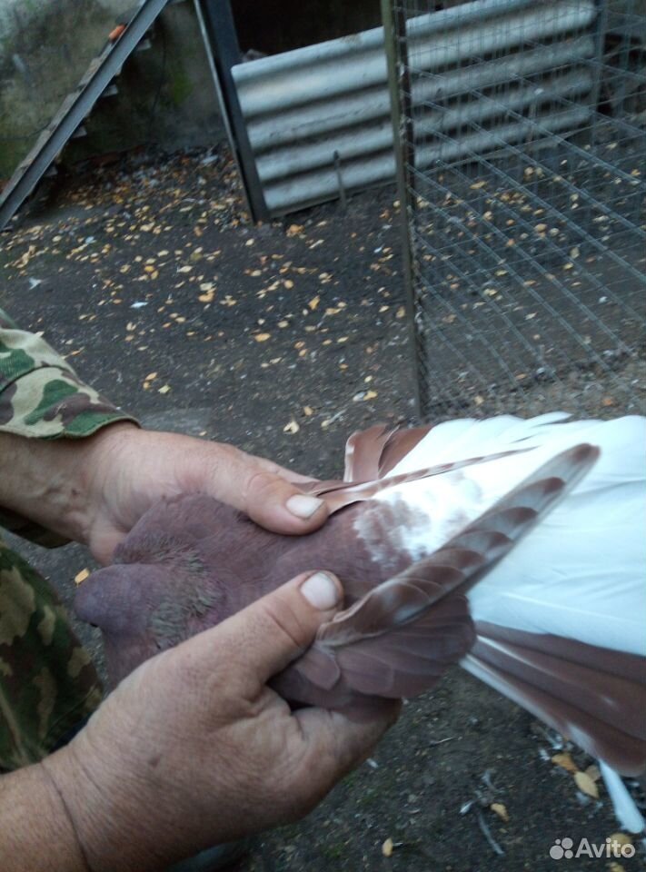 Продаются николаевские голуби купить на Зозу.ру - фотография № 3
