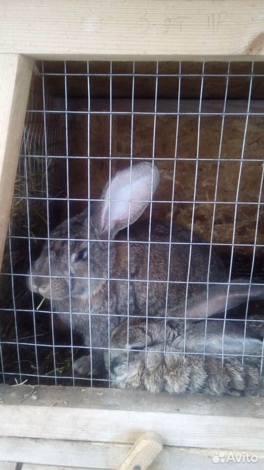 Кролики Фландр (крольчата обмен) купить на Зозу.ру - фотография № 6
