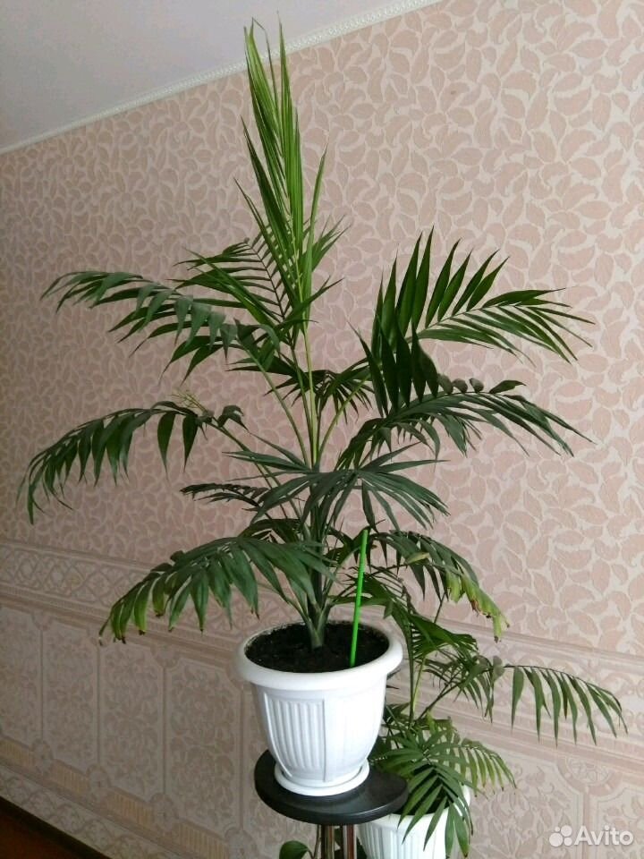 Растения купить на Зозу.ру - фотография № 2