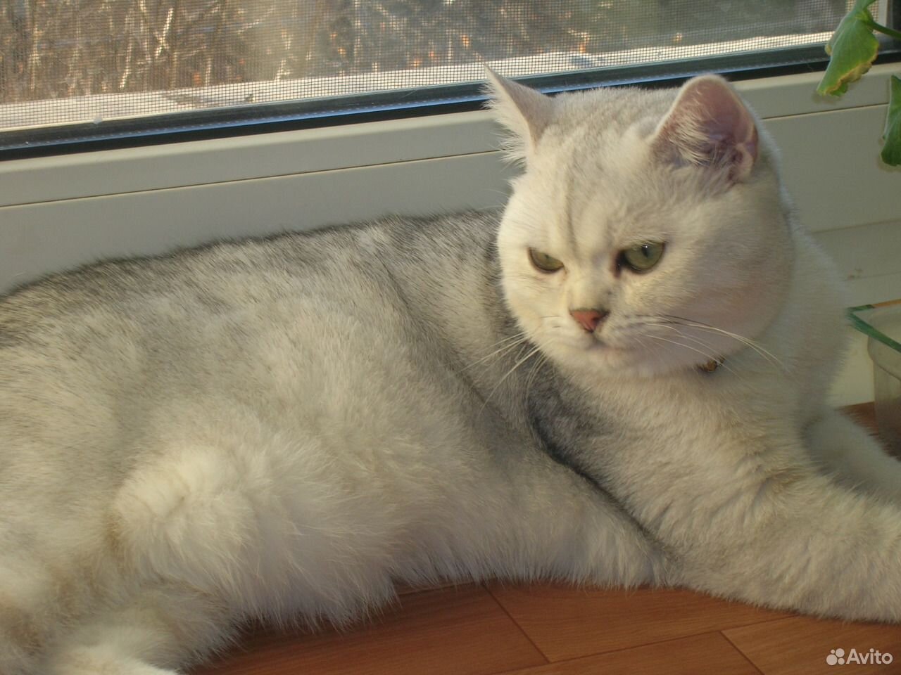 Шотландский кот серебристая шиншилла страйт вязка купить на Зозу.ру - фотография № 2
