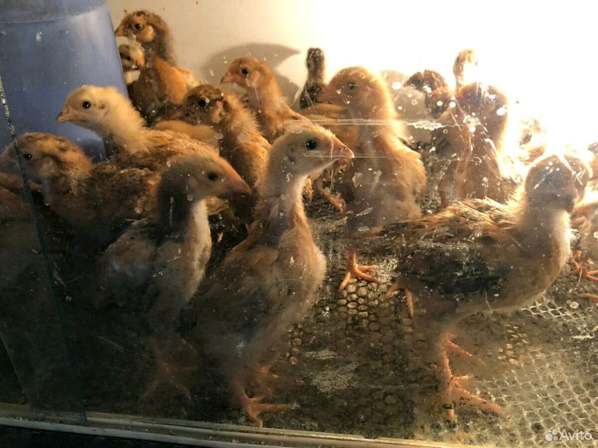 Цыплята, яйцо инкубационное "Кучинской-юбилейной» купить на Зозу.ру - фотография № 1