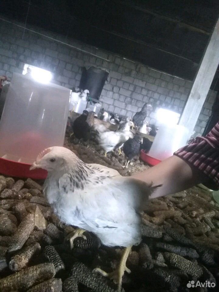 Цыплята несушки купить на Зозу.ру - фотография № 7