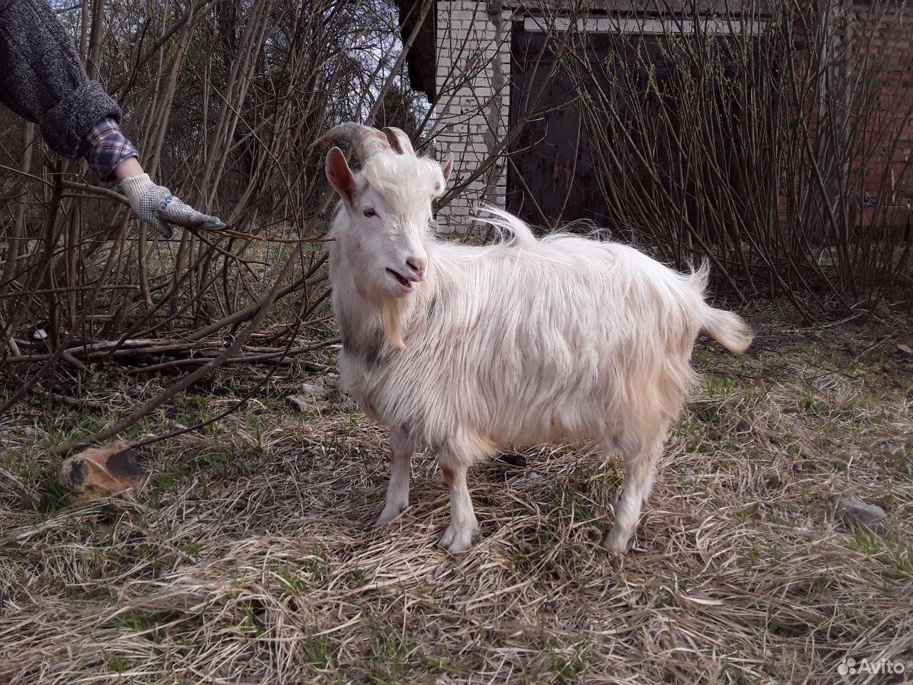 Продаётся козёл на племя купить на Зозу.ру - фотография № 4