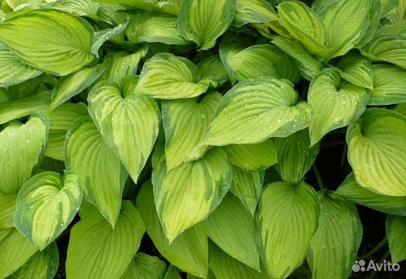 Хоста fortunei aureomarginata. Хоста форчуна 'albopicta'. Хоста альбопикта. Хоста альбопикта. Хоста альбопикта.