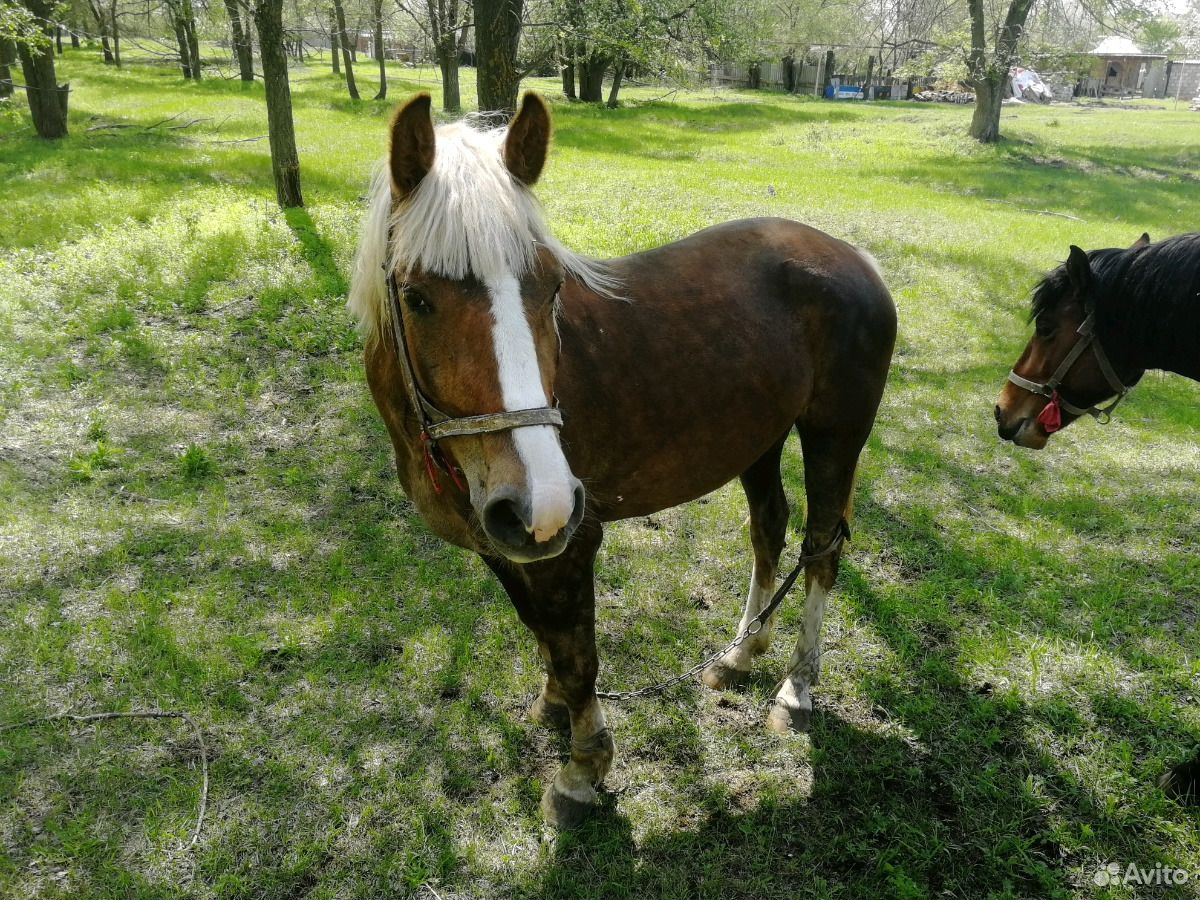 Продаётся лошадь купить на Зозу.ру - фотография № 3