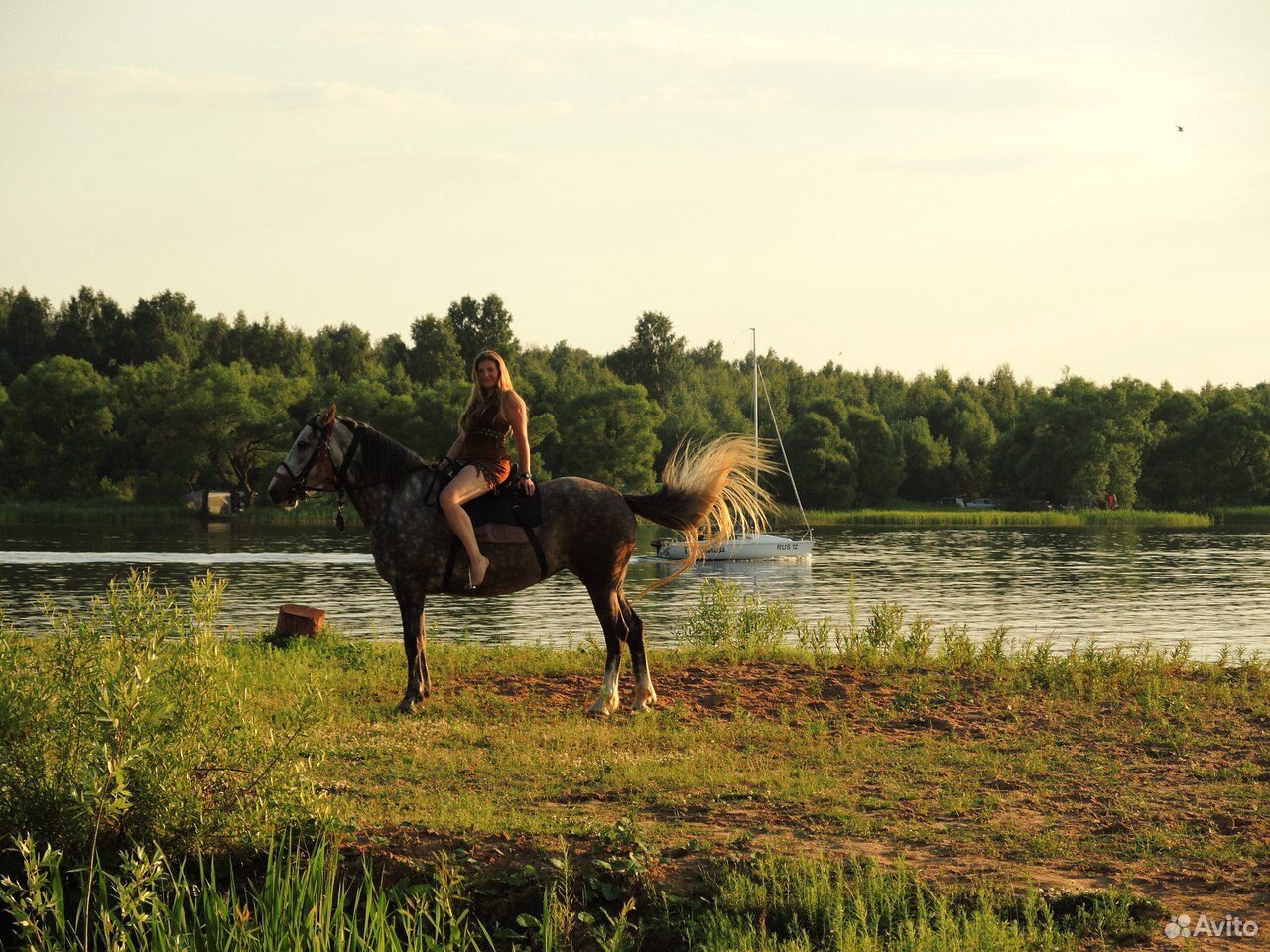 Лошадь в аренду для прогулок купить на Зозу.ру - фотография № 8