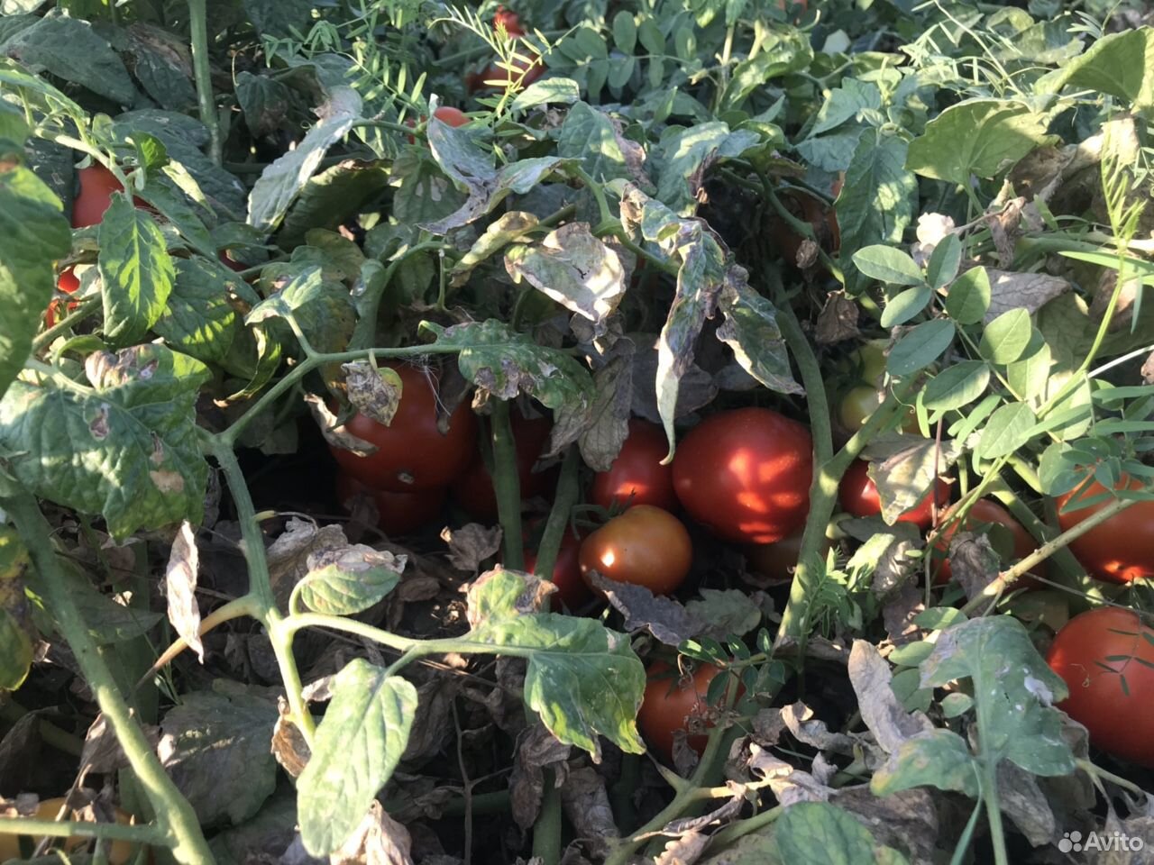 Круглые помидоры сорт «лоджейн» Оптом купить на Зозу.ру - фотография № 5