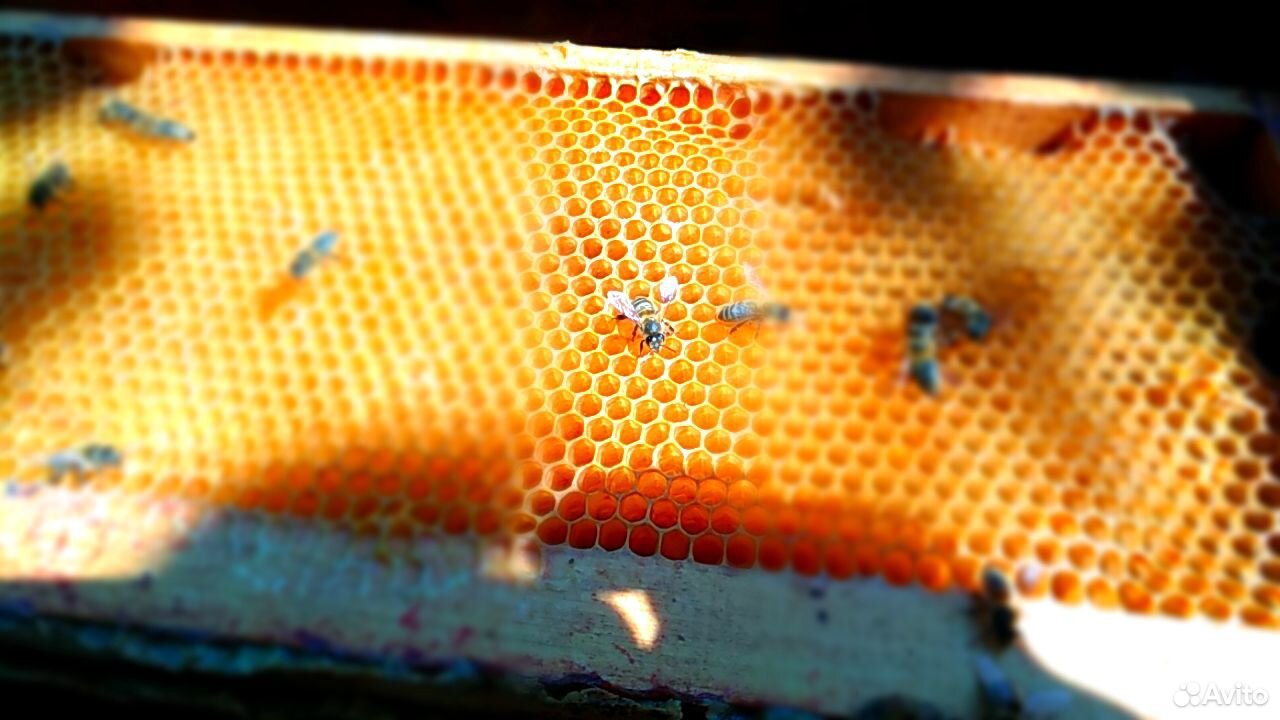 Продам настоящий вкусный мед в Тосно купить на Зозу.ру - фотография № 8