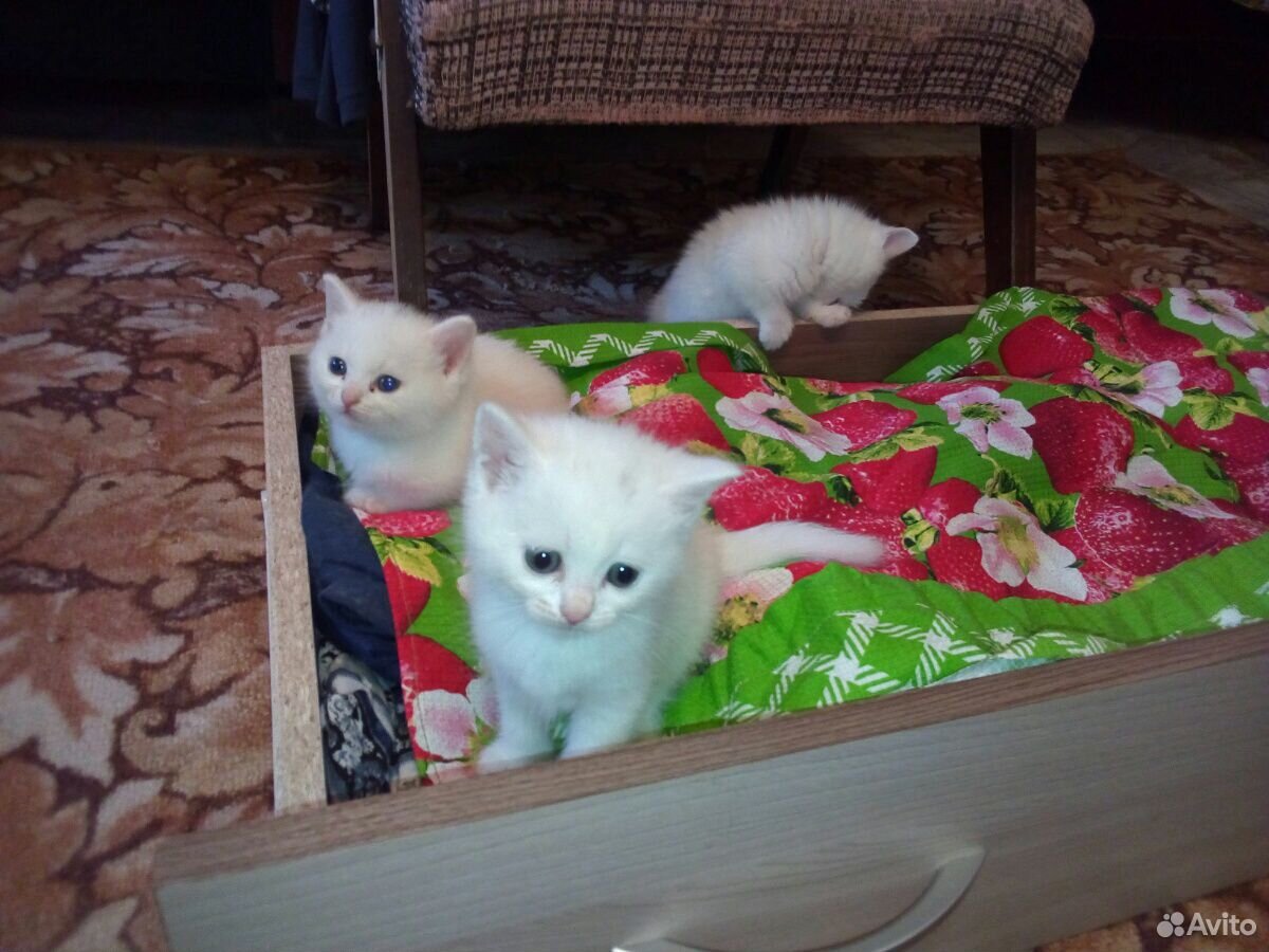 Кошки купить на Зозу.ру - фотография № 5