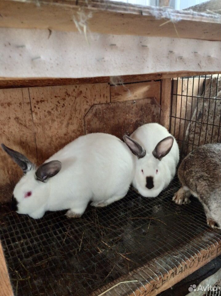 Кролики купить краснодарский. Кролик продаётся в Краснодаре. Купить кролика в Краснодарском крае. Купить кроликов в Хабаровском крае. Кролики купить на Железнодорожная.