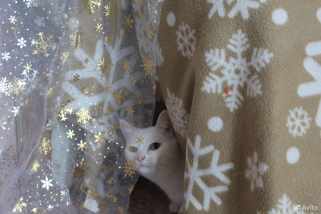Кастрированный кот Рафинад купить на Зозу.ру - фотография № 4