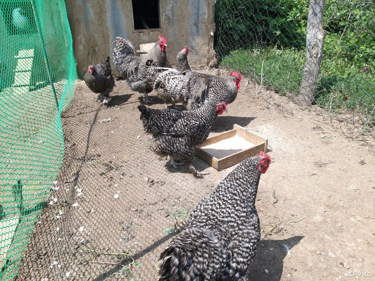 Инкубационное яйцо породных кур, цыплята купить на Зозу.ру - фотография № 10