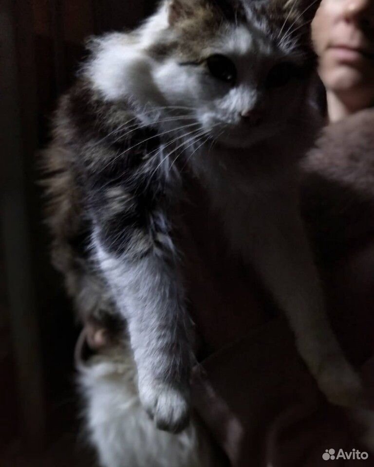 Котёнок 6 месяцев купить на Зозу.ру - фотография № 3