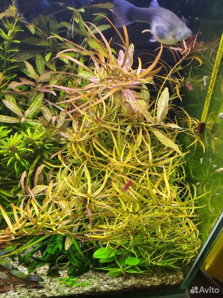 Растения в аквариум купить на Зозу.ру - фотография № 8