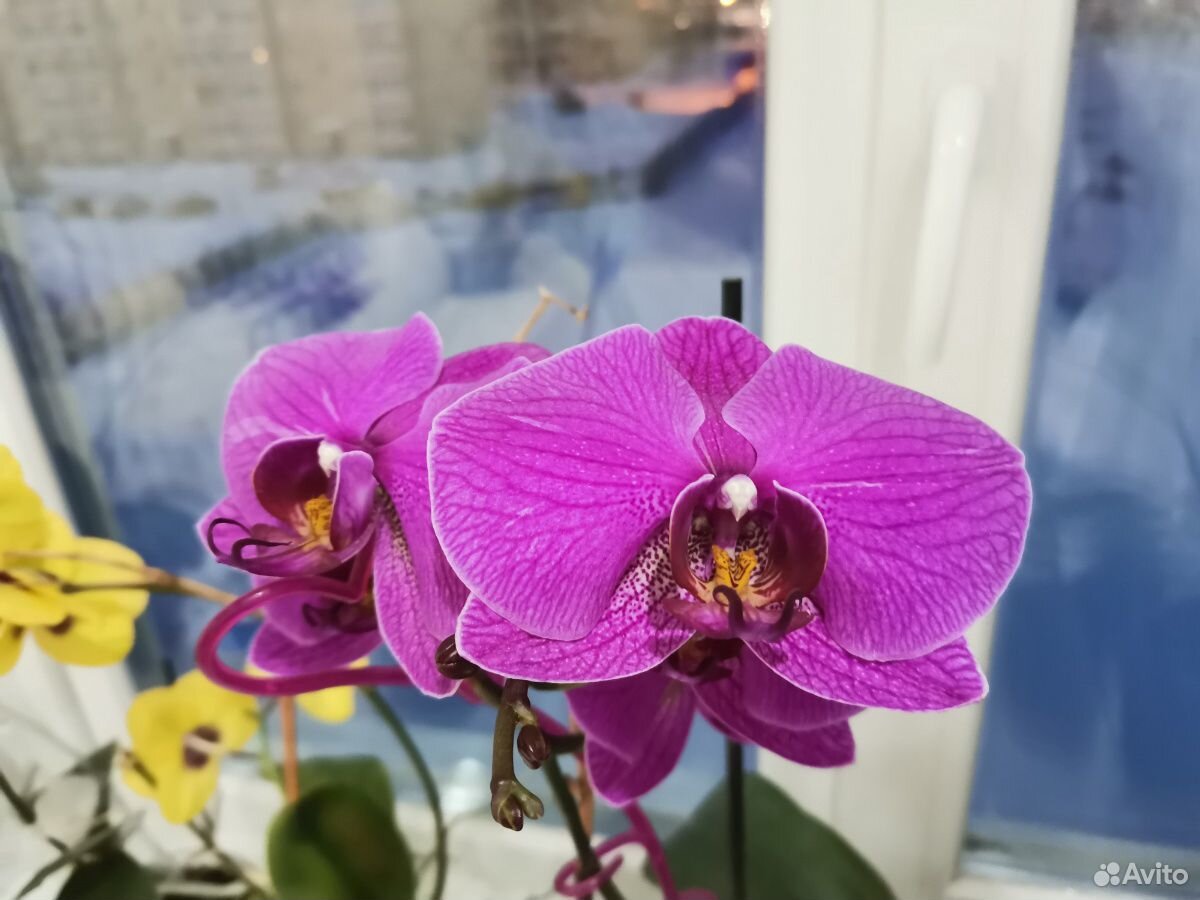 Орхидеи 9шт купить на Зозу.ру - фотография № 5