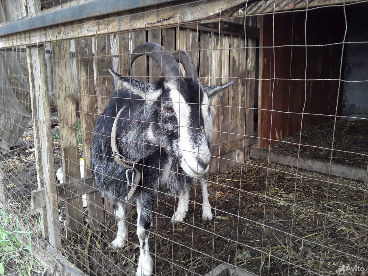 Молочная козачка купить на Зозу.ру - фотография № 2