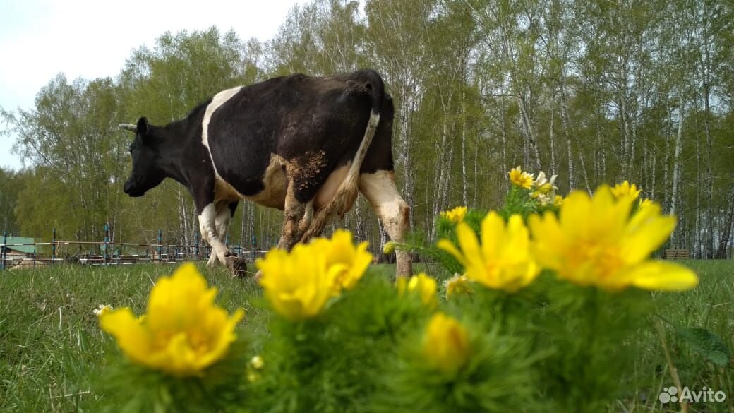 Продам высоко удойную корову купить на Зозу.ру - фотография № 1