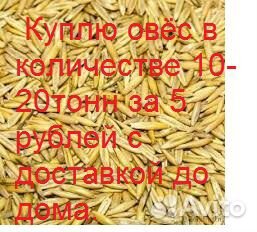 Купить Овес В Краснодарском Крае На Авито