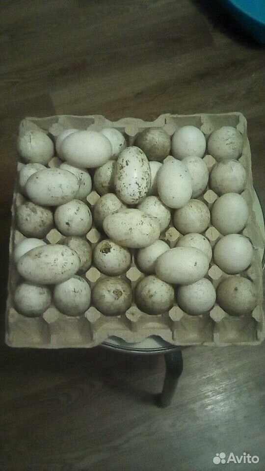 Утиные яйца инкубационный купить на Зозу.ру - фотография № 1