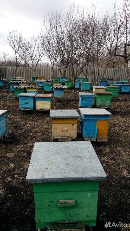 Пчелопакеты пчелосемьи купить на Зозу.ру - фотография № 1