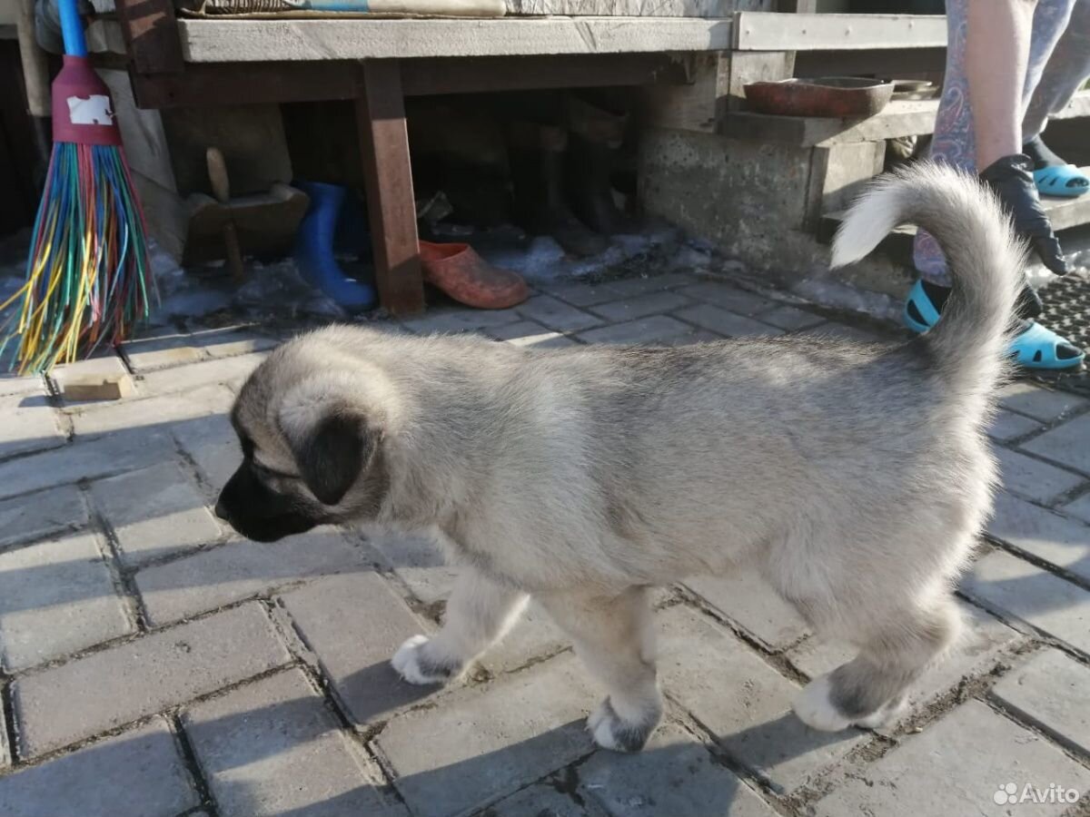 Отдаём крупного щенка в добрые руки для охраны в ч купить на Зозу.ру - фотография № 2