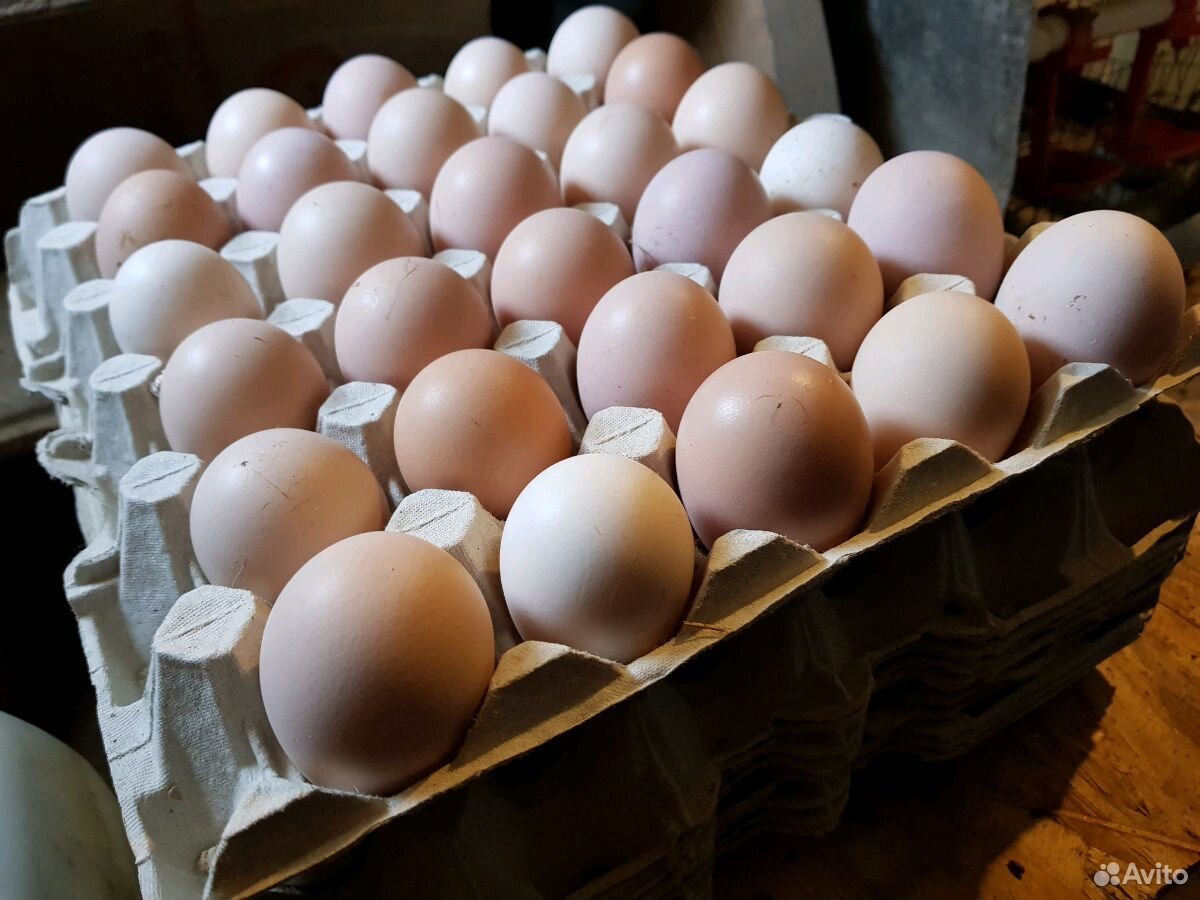 Яйцо для инкубации домашних кур купить на Зозу.ру - фотография № 1
