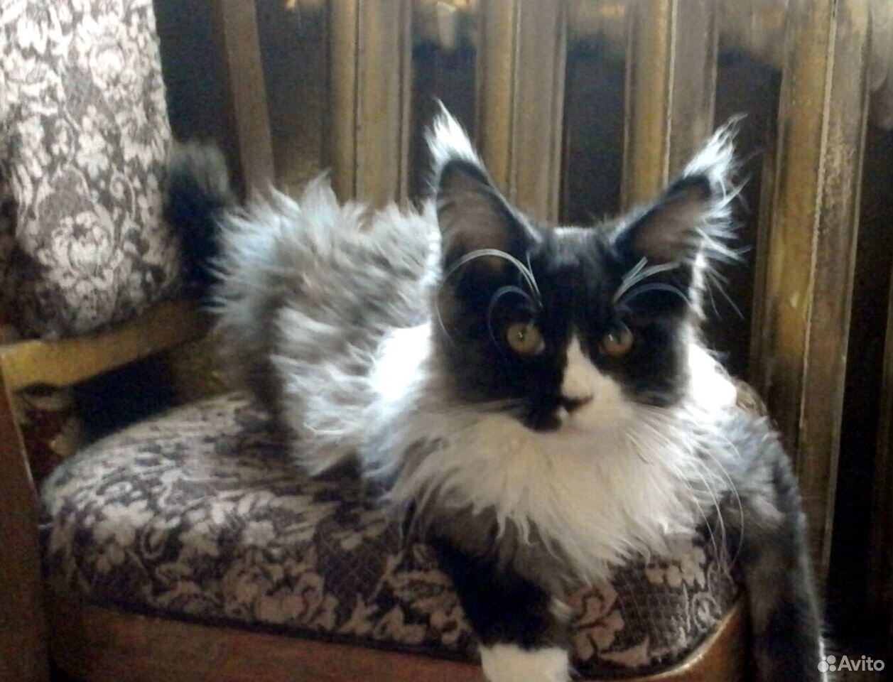 Котенок породы Мейн-кун купить на Зозу.ру - фотография № 2