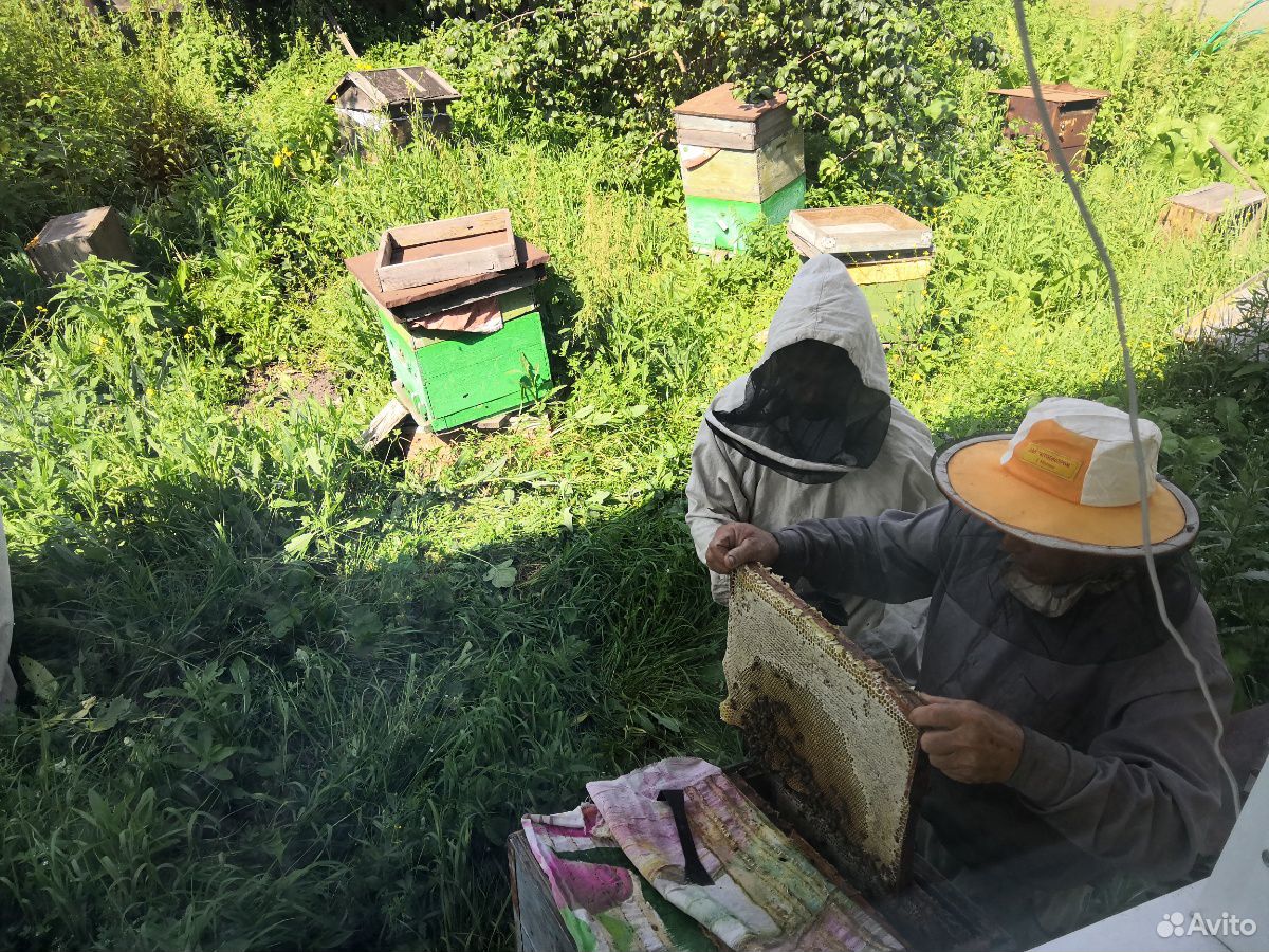 Продам пчелосемьи среднерусской породы купить на Зозу.ру - фотография № 1