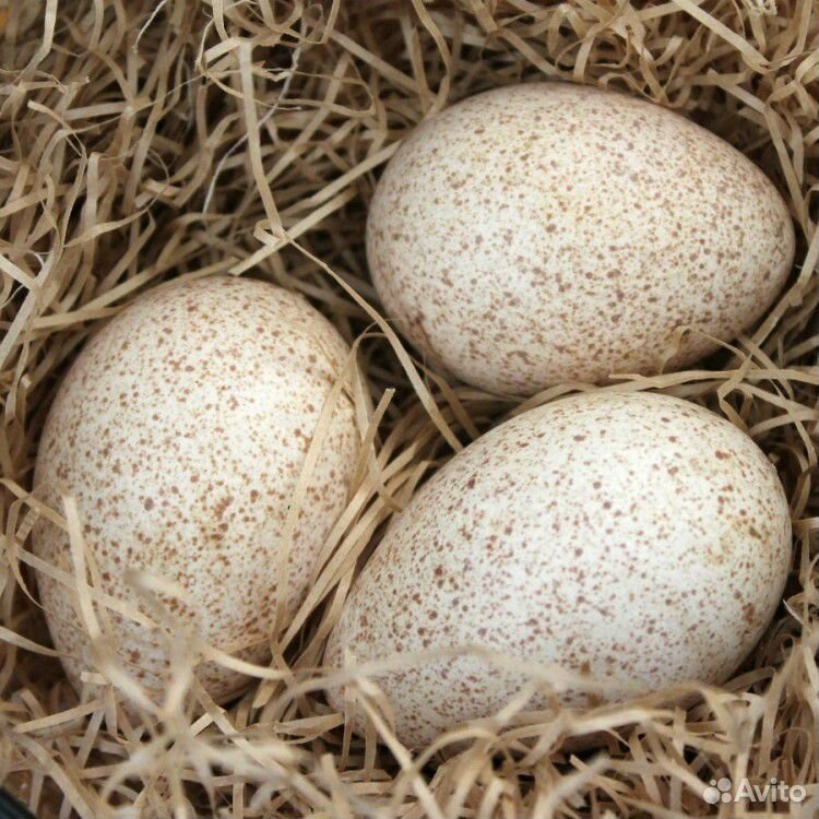 Яйца инкубационные индюшиные купить на Зозу.ру - фотография № 1