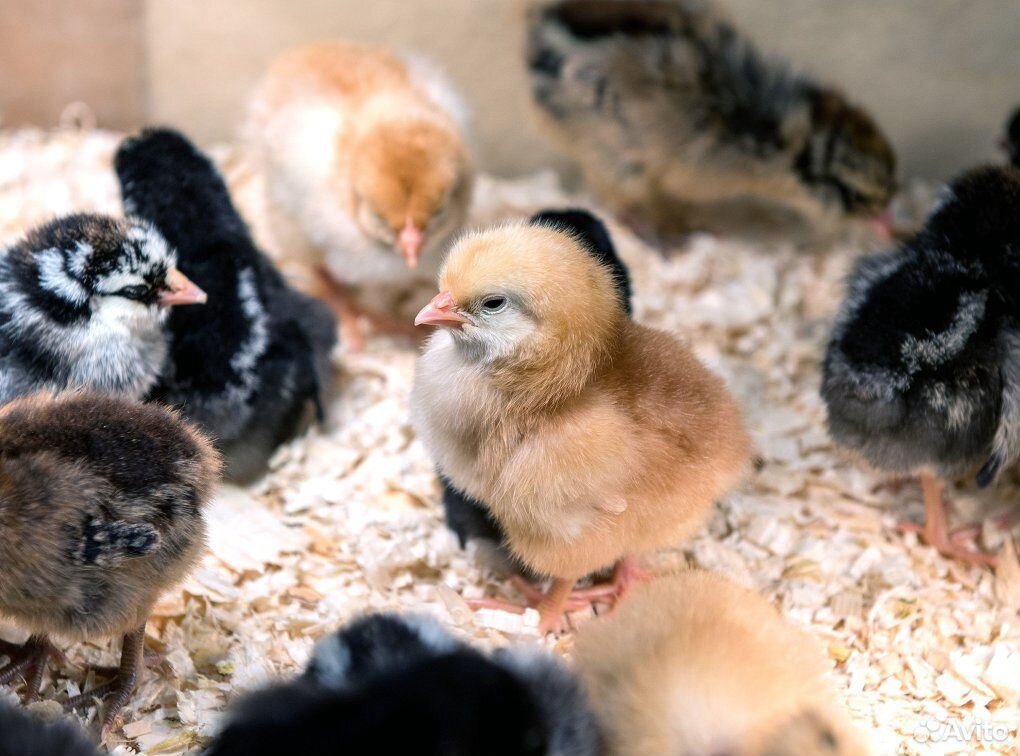 Продам домашних цыплят разной породы купить на Зозу.ру - фотография № 3