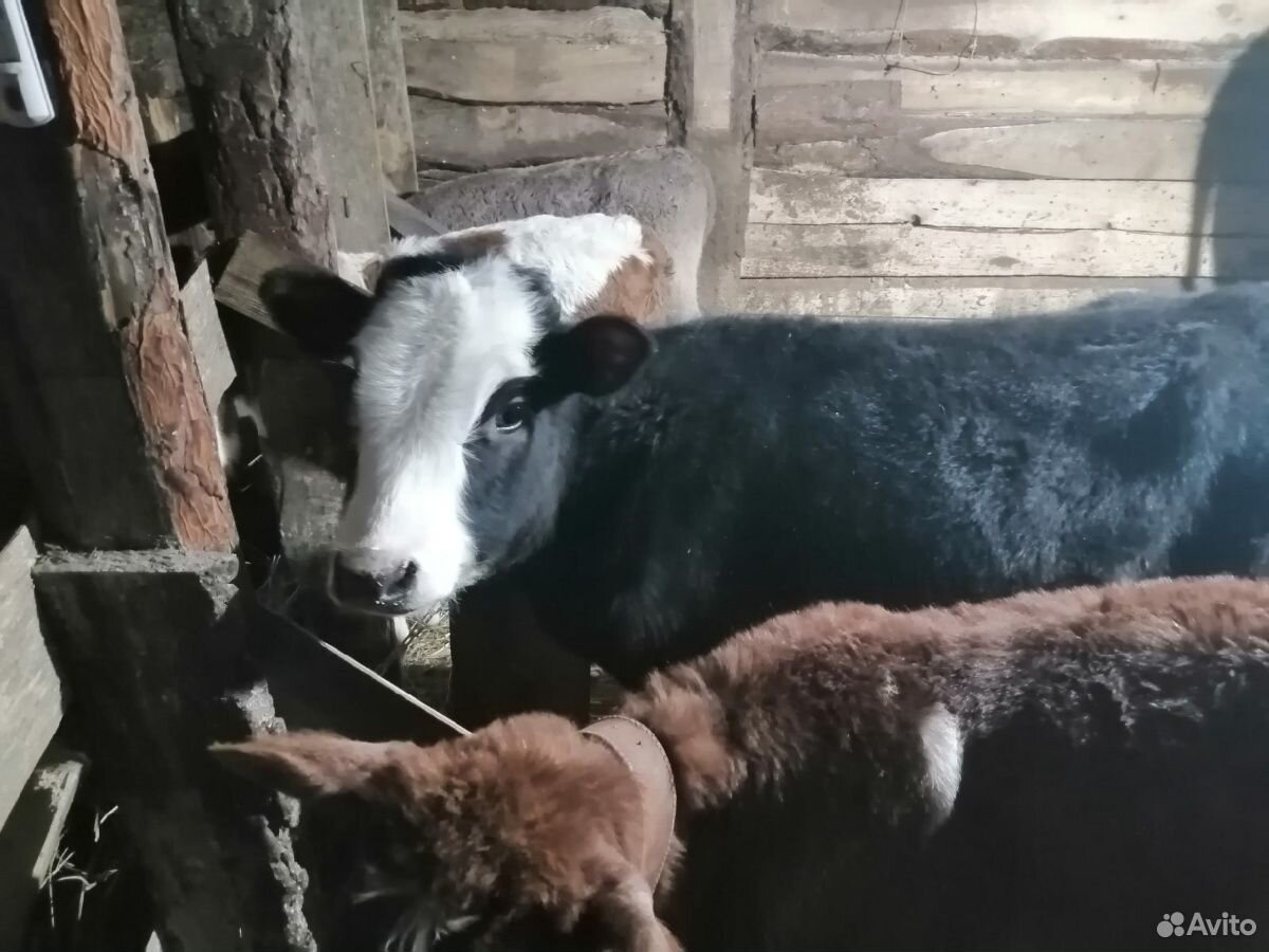 Продам 6 месячного бычка купить на Зозу.ру - фотография № 2