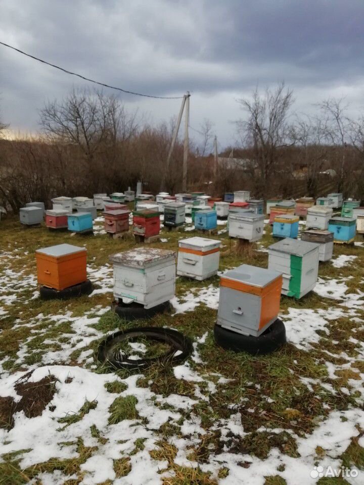 Пчела-пакеты купить на Зозу.ру - фотография № 1