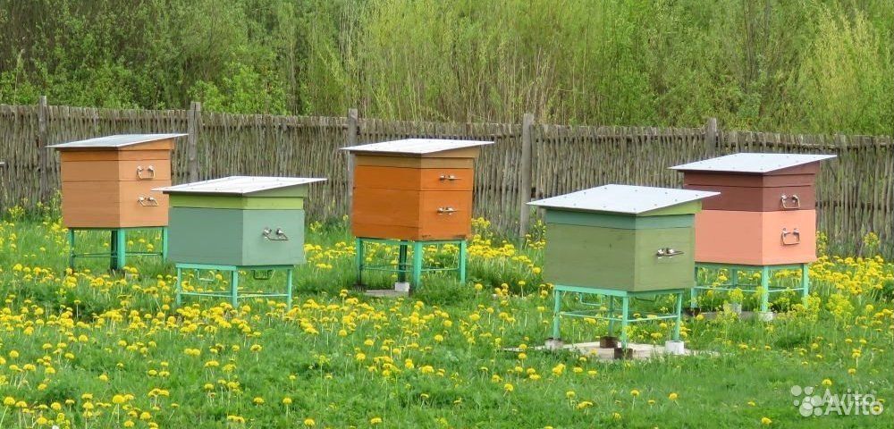 Пчелы, пчелосемьи, ульи купить на Зозу.ру - фотография № 1