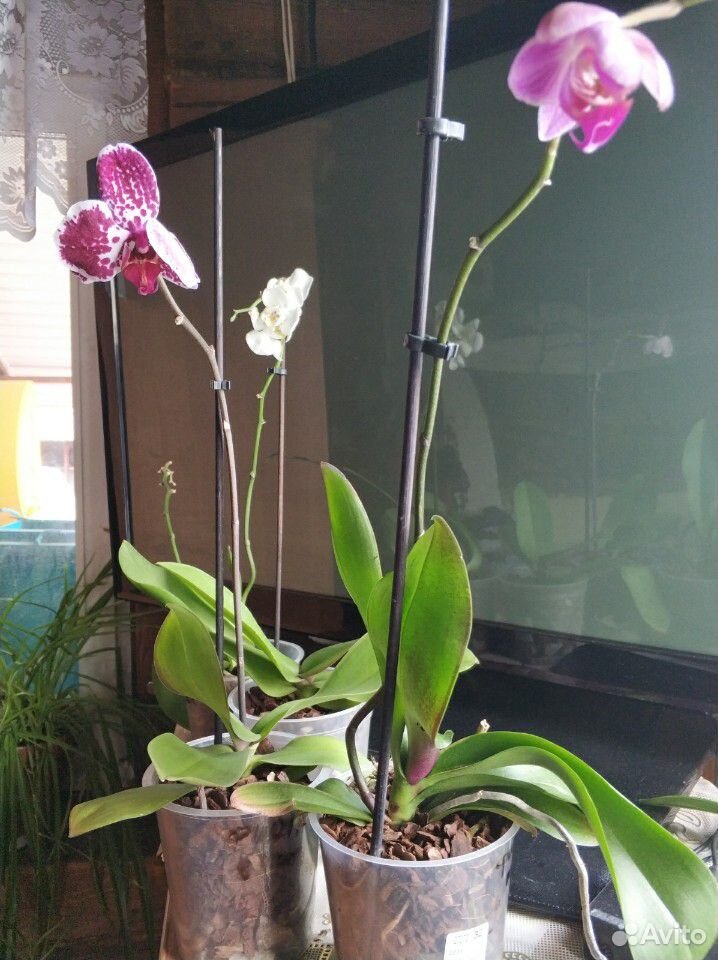 Орхидеи купить на Зозу.ру - фотография № 10