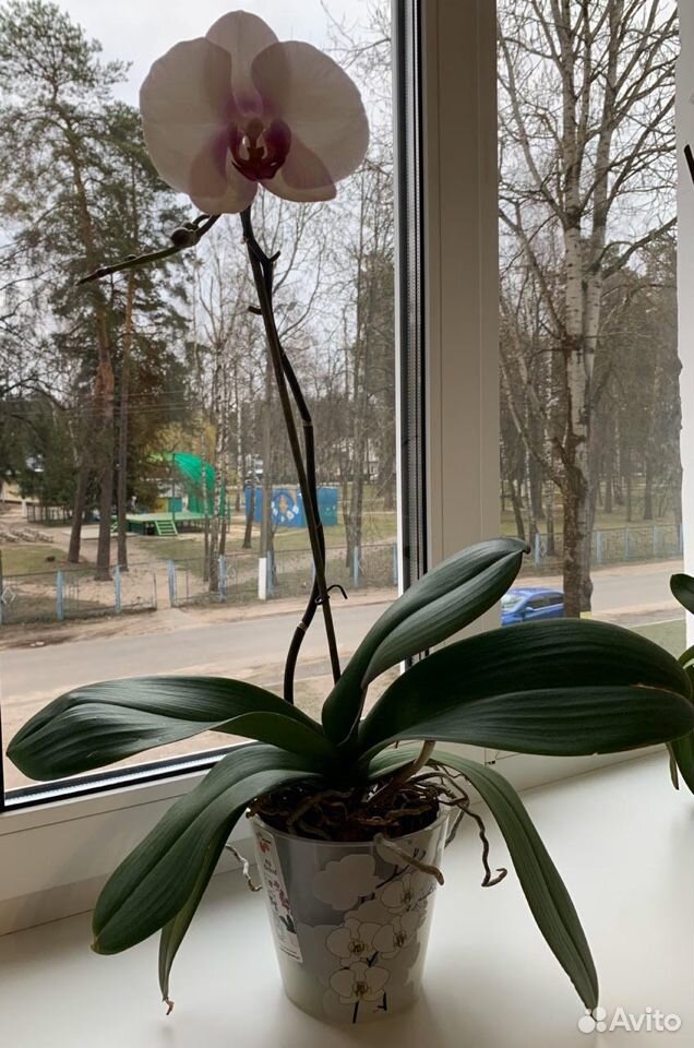 Орхидеи купить на Зозу.ру - фотография № 4