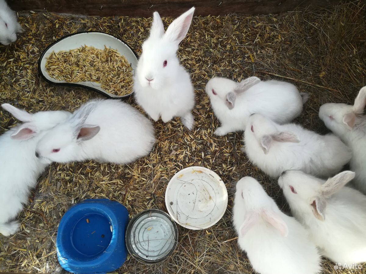 Продам крольчат купить на Зозу.ру - фотография № 8