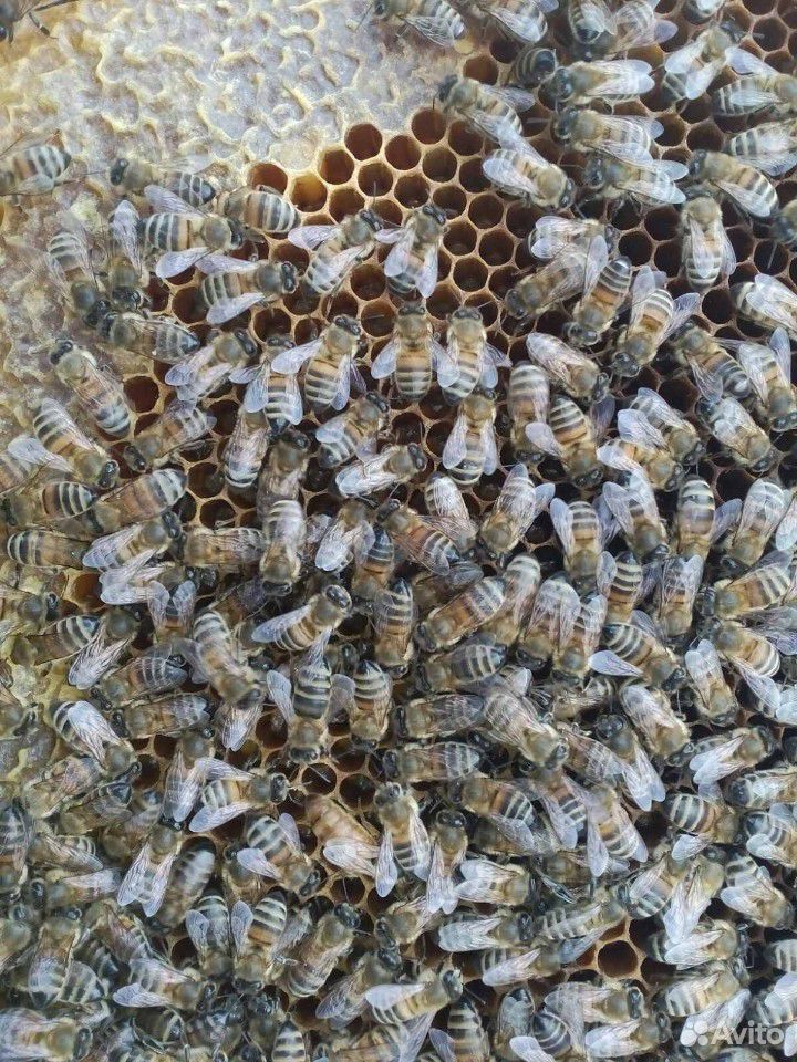 Пчелосемьи и пчелопакеты купить на Зозу.ру - фотография № 4