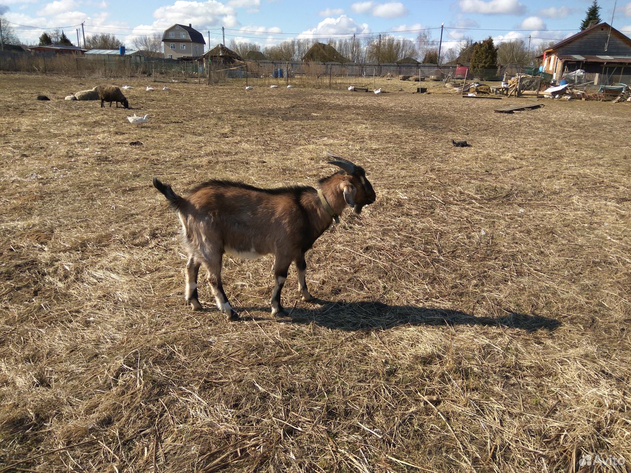 Нубийский козёл для случки купить на Зозу.ру - фотография № 4