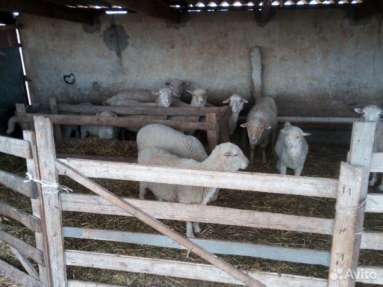 Овцы бараны купить на Зозу.ру - фотография № 2
