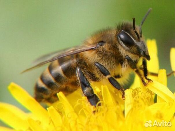 Продаются пчёлы купить на Зозу.ру - фотография № 1